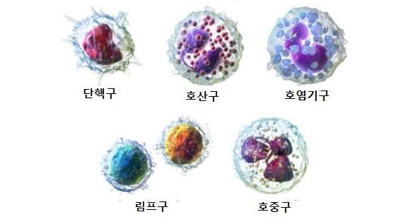 Basophil 수치(호염기구,호염구) : 증가,상승,감소,정상수치, Basophilia,Basopenia