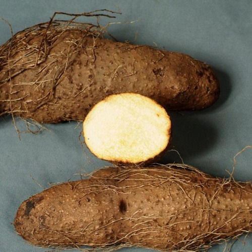 마 효능 및 섭취방법 알아보기