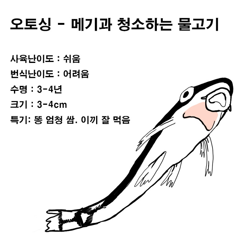 갈색 이끼 청소 물고기 : 오토싱