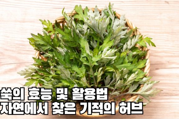 쑥의 효능 및 활용법, 자연에서 찾은 기적의 허브