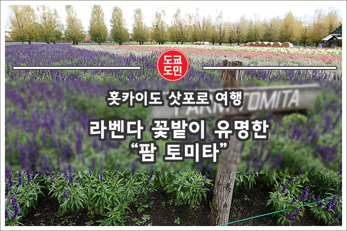 삿포로 여행 추천 관광지 라벤다로 유명한 "팜 토미타(Farm Tomita)"