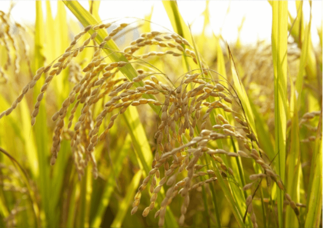 ?scode=mtistory2&fname=https%3A%2F%2Fblog.kakaocdn.net%2Fdn%2FeJF2FS%2FbtsJW36GSfU%2F614zqpTMSKCFNftGF9ryuK%2Fimg