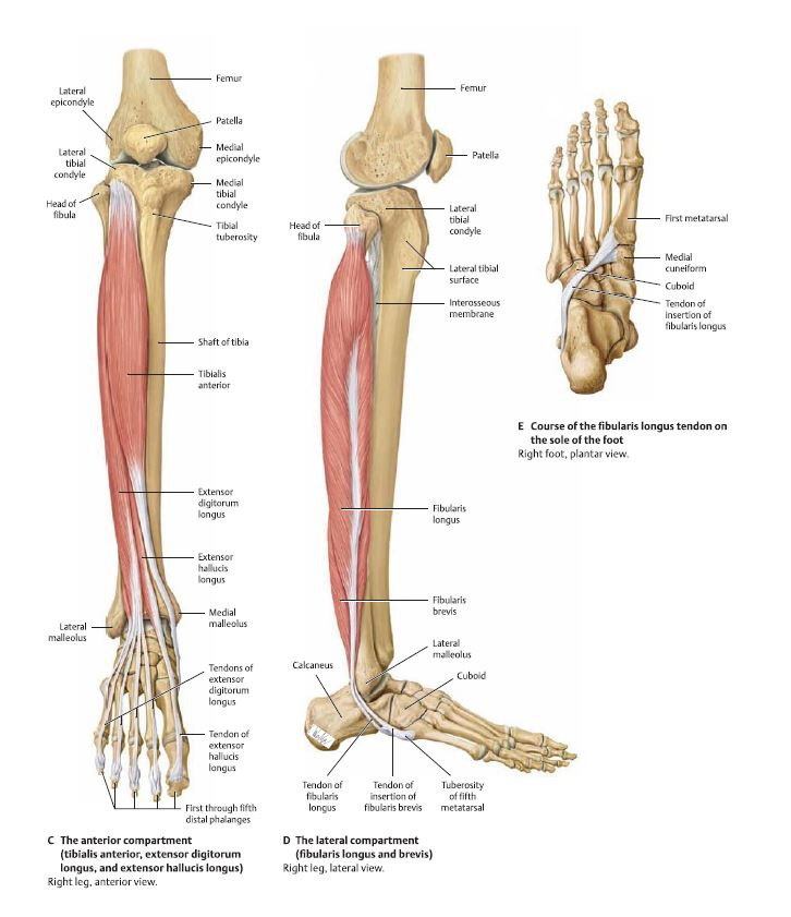 비골근(Peroneus muscles)의 통증유발점(MPS), 관련된 내부장기(Visceral), 근력검사(MMT) :: MEMPT