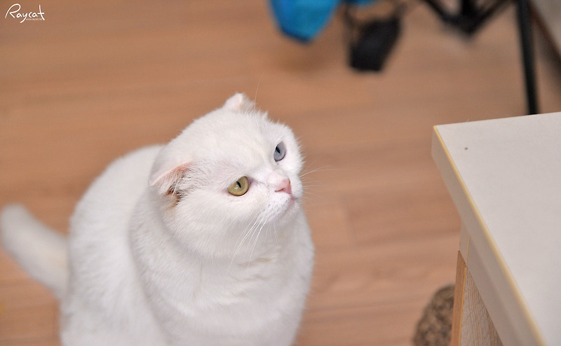 고양이 사료 그레인프리 나우 프레시와 로얄캐닌 인도어 비교