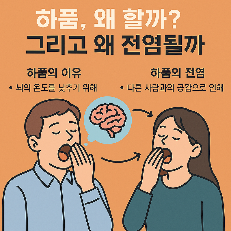 하품의 비밀: 왜 우리는 하품하고, 왜 전염될까?