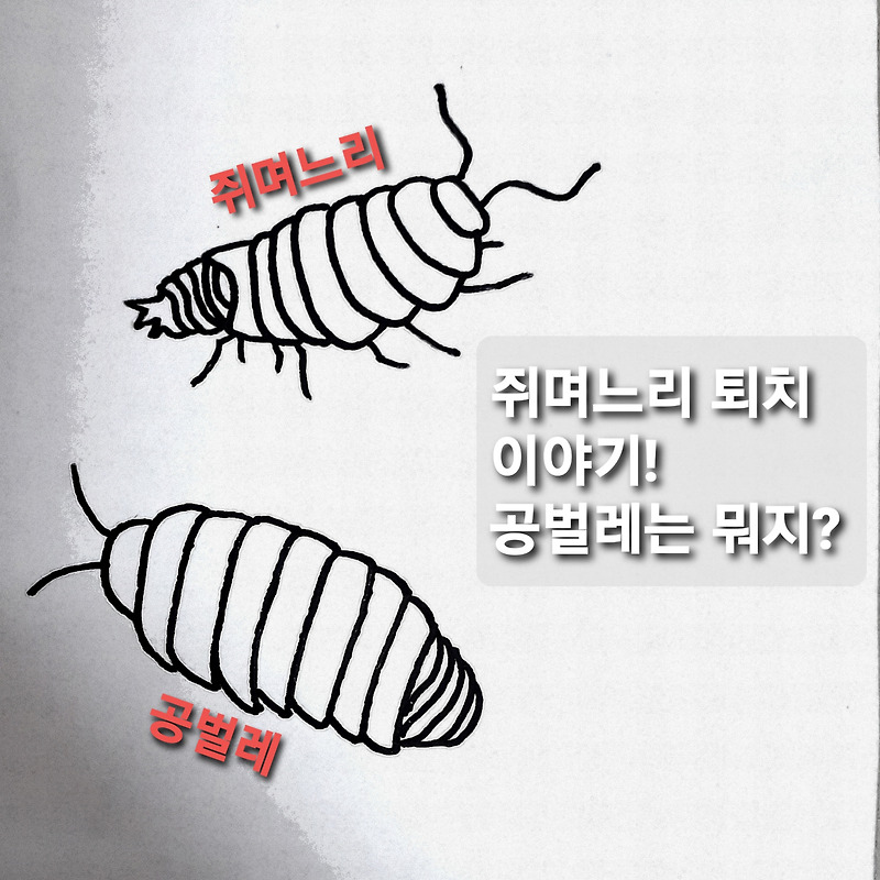 집벌레 쥐며느리 퇴치이야기! 공(콩)벌레는 무엇? (ft.돈벌레그리마 잡는 방법)