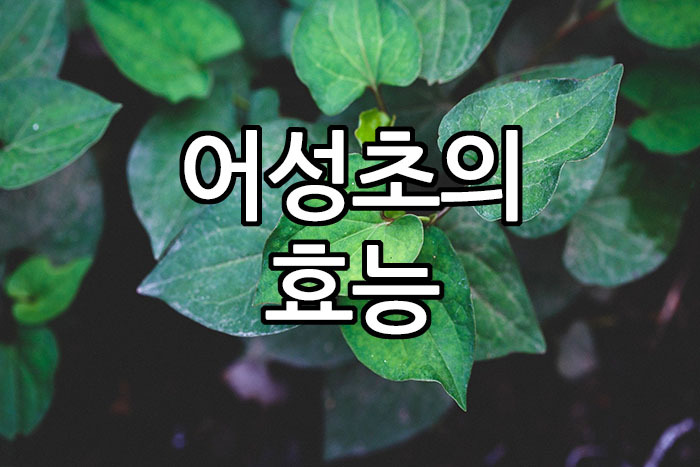 어성초, 어성초 효능, 어성초 활용법, 어성초 가루, 어성초 환, 어성초 즙, 어성초 부작용