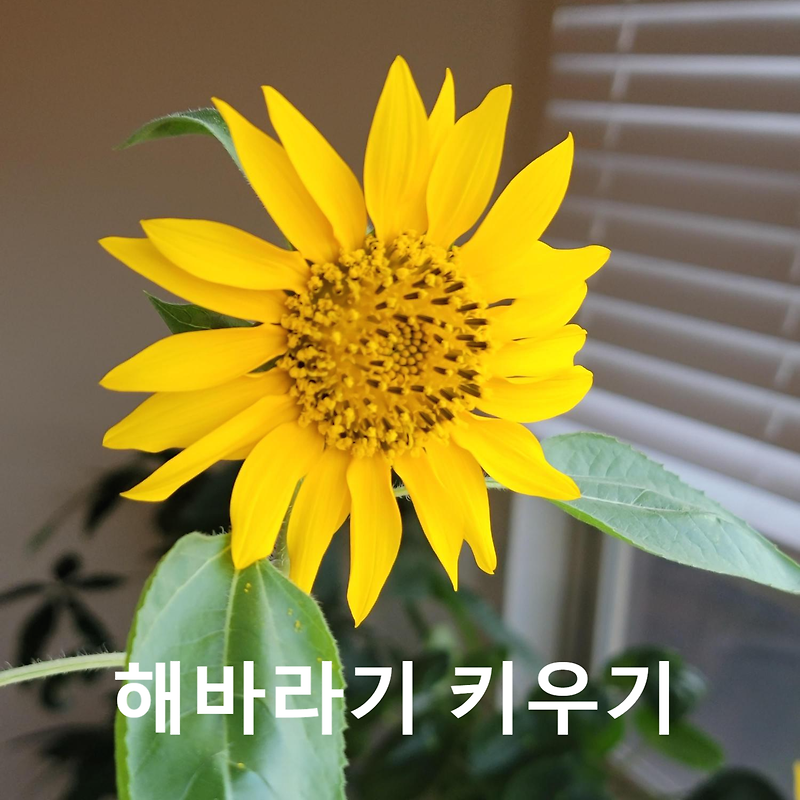 새모이 해바라기씨로 해바라기 키우기