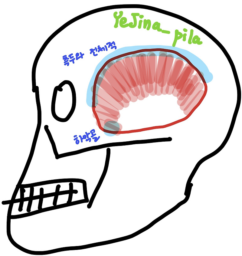 07-temporalis