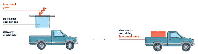 Viral and Non-viral Vectors  Lentiviral, Adenoviral & AAV