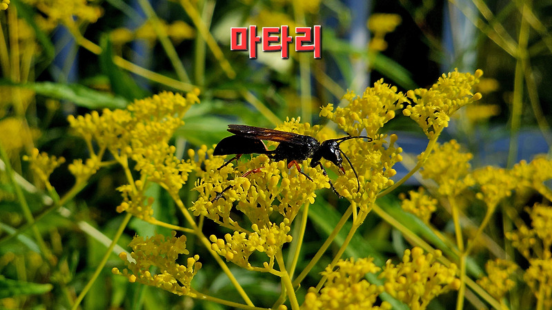 대구수목원 // 용종 해독 간염에 효능이 있고 어린순은 나물로 먹으며 산방상으로 달리는 황색꽃 마타리(고직),꽃,효능.