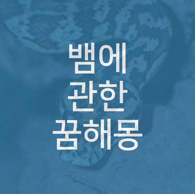 [꿈해몽] 뱀꿈 뱀에 관한 꿈 뱀을 보는 꿈