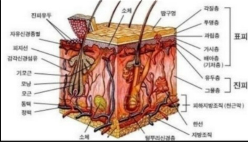 다섯번째:피부구조및 생리학에서 5계층의 표피와2계층의 진피