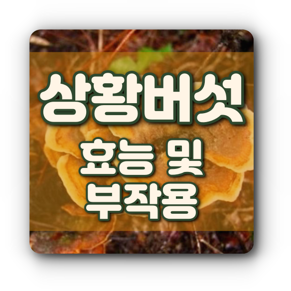 상황버섯 효능 및 부작용 정보