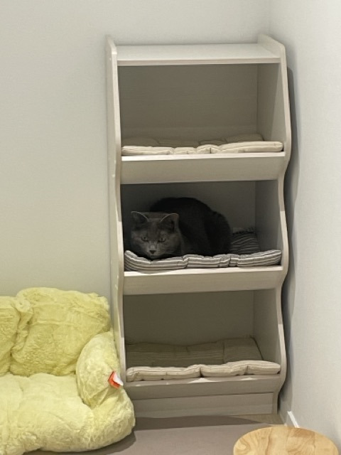 고양이 숨숨집, 고양이 아파트, 냥파트먼트로 유명한 아이리스 3단 책장 사용후기
