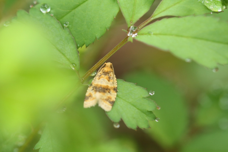 꼬마무늬잎말이나방 Gnorismoneura hoshnoi