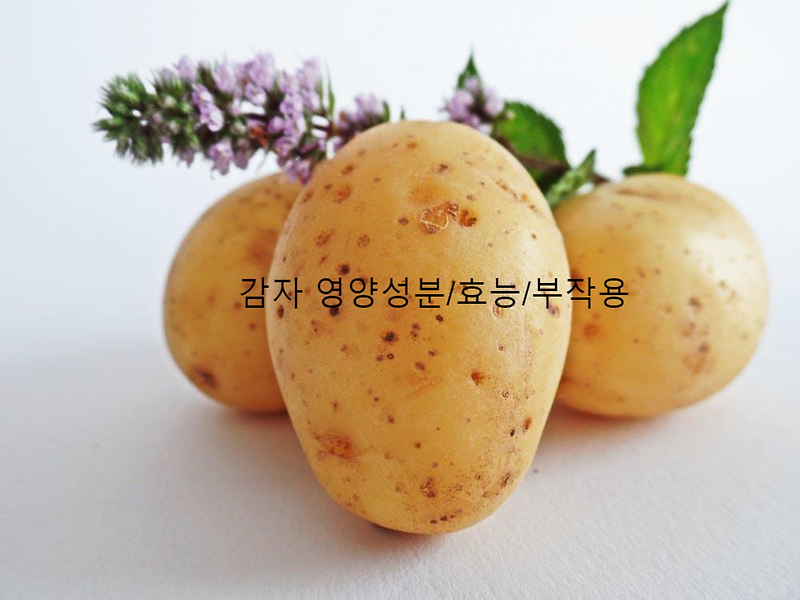 감자 영양성분/효능/부작용