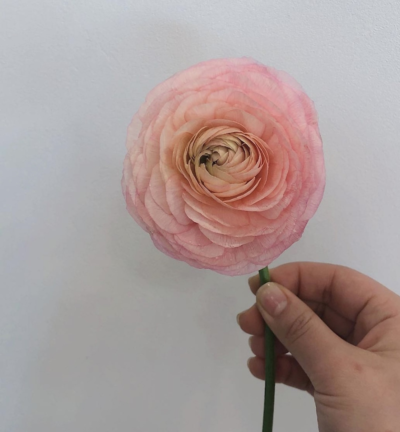 라넌큘러스(Ranunculus) 꽃말,키우기,햇빛,온도,물주기