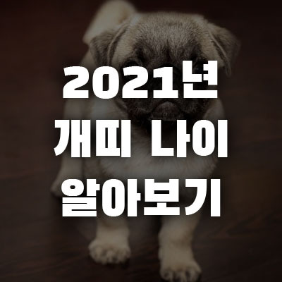 2021년 개띠 나이 몇 살일까?