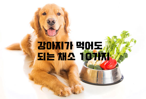 [반려견/정보] 강아지가 먹어도 되는 채소(야채) 10가지