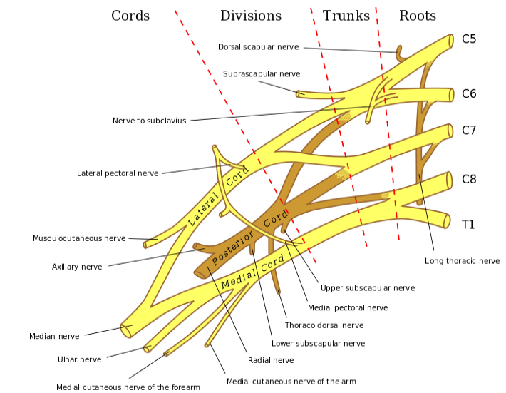 팔신경얼기(brachial plexus) - 에르브마비, 클럼프케마비, 가슴문증후군