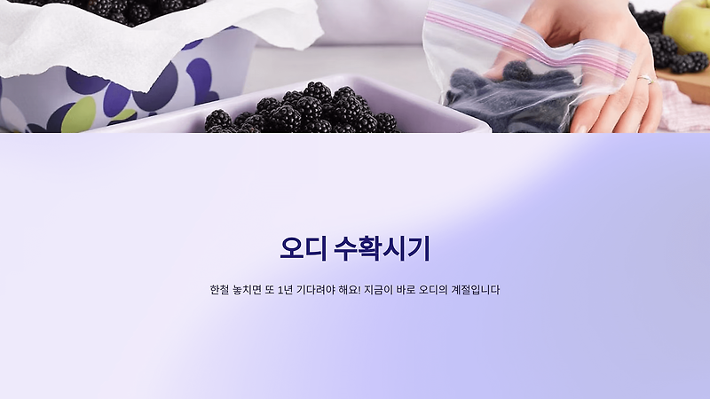 오디 수확시기, 제일 맛있는 황금 수확기
