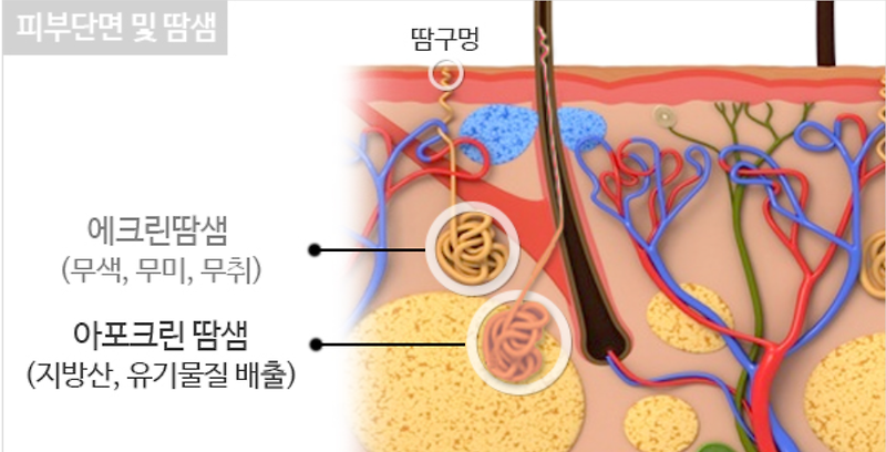 겨드랑이 땀 안나게하는법 feat. 냄새도 박멸