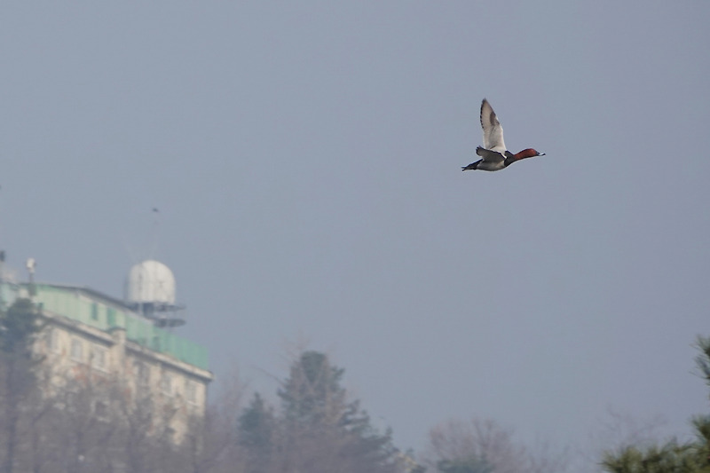 2024. 3. 16. 60th Bird Walk