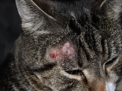 고양이 링웜 증상 및 치료방법