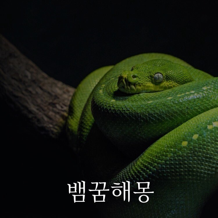 뱀 꿈, 뱀에 물리는 꿈, 뱀 나오는 꿈 해몽 풀이