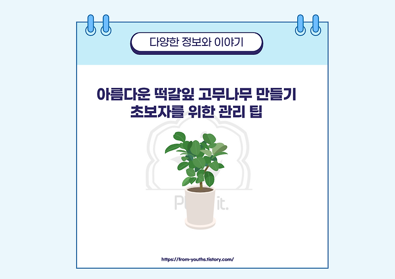 떡갈잎 고무나무, 건강한 잎을 위한 완벽 가이드