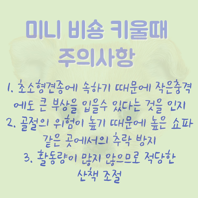 강아지 종류, 비숑 프리제의 종류와 특징 및 주의사항 - 반려견 정보