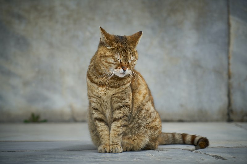 고양이 털 관리의 모든 것