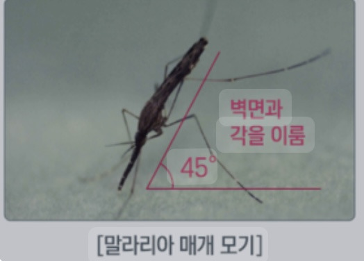말라리아 환자 급증 증상과 예방수칙은?