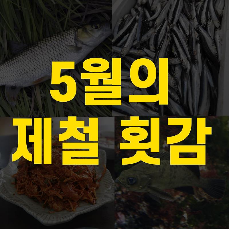 5월 제철횟감 정리