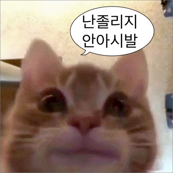 말풍선 짤 모음 웃긴짤·고양이짤·강아지짤·햄스터짤·동물짤 - 당신에게 필요한 정보