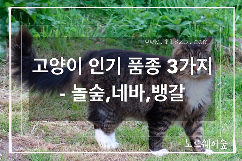 고양이 인기 품종 3가지 - 놀숲, 네바, 뱅갈