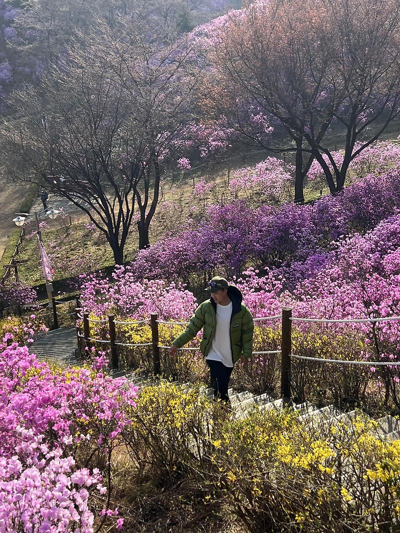 서울 근교 진달래 산행, 진달래 여행지의 모든 것