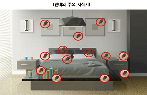 집에 빈대가 의심되면 스팀 청소기, 헤어 드라이기 사용하자