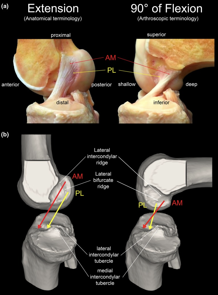 무릎 기능해부학(Functional anatomy of the Knee joint) 2