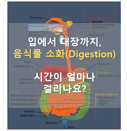 입에서 대장까지, 음식물 소화(Digestion)하는데 소요시간이 얼마나 걸리나요? - 바디앤밸런스 : 당신의 건강을 위한 정보