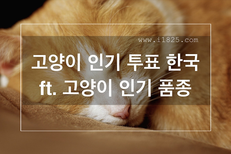  고양이 인기 투표 한국 ft. 고양이 인기 품종 