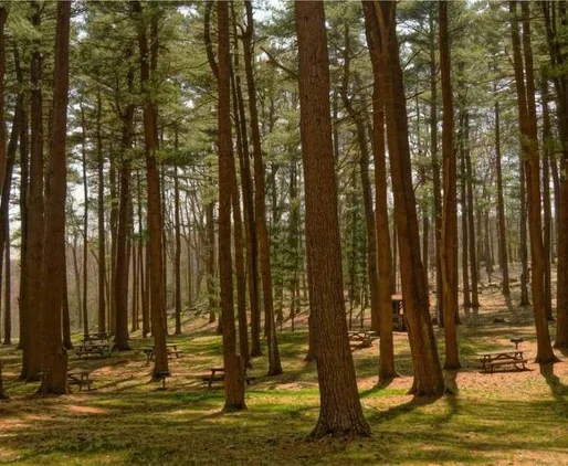에버랜드 오후권 가격 할인 시간