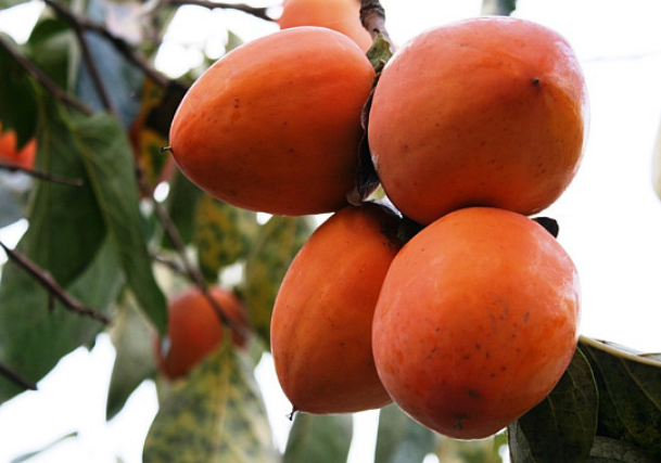 감나무 재배방법,감나무 묘목심는시기/거름주는 시기