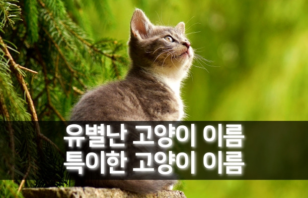 신박한 고양이 이름추천 | 특이한 고양이 이름짓기 모음