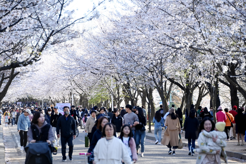 <b>인천</b> 봄꽃놀이 추천 명소는?···<b>인천대공원</b>·장봉도 <b>벚꽃축제</b>... 