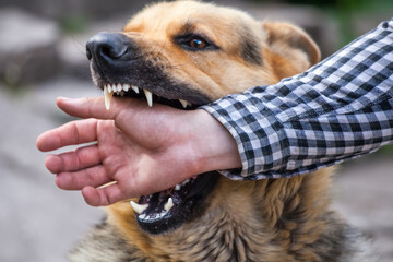 개가 주인을 무는 8가지 이유와 대처 훈육법 5가지 정리