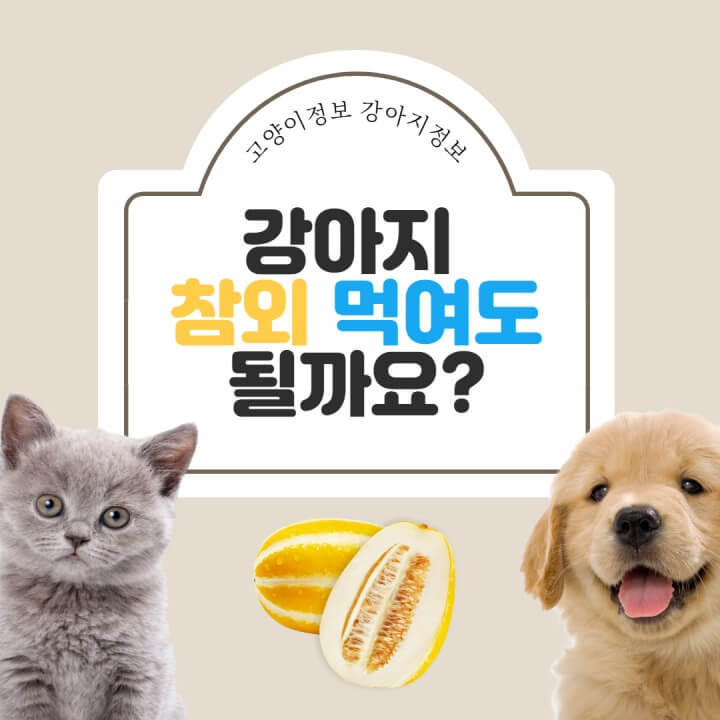 강아지 참외 먹어도 될까요