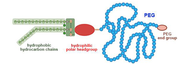Find PEG Lipids for Your LNP Drug Delivery_Biopharma PEG Scientific Inc ...