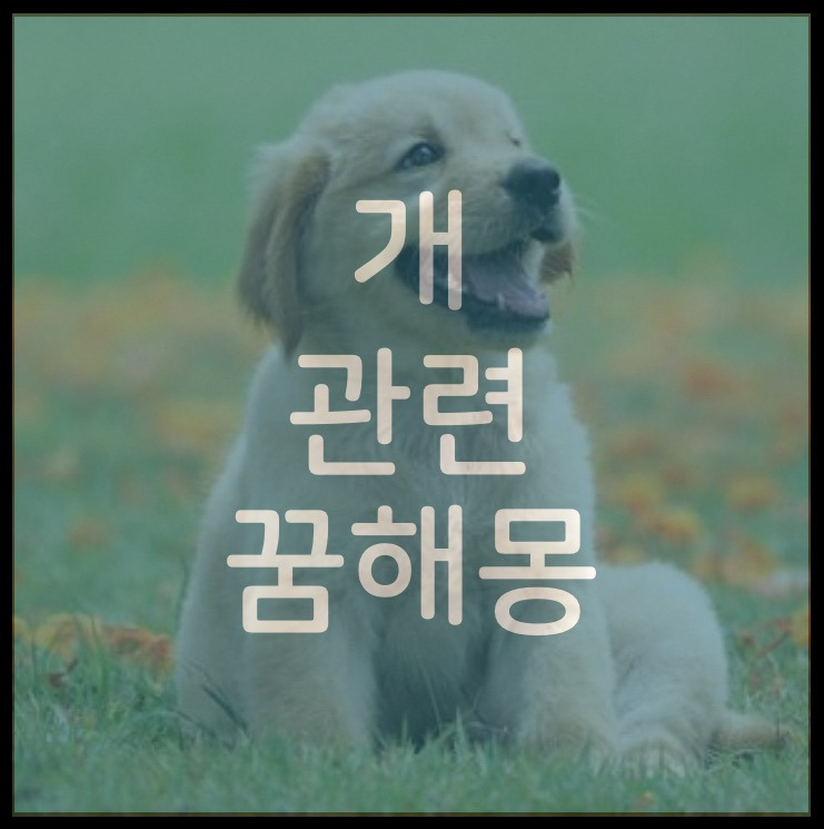 [꿈해몽] 개꿈 / 개가 나오는 꿈 / 반려견 꿈 / 강아지 꿈